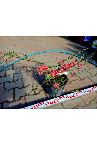 Айва Пинк Лейди - 5л/вис.40-60см/Ø50-70см